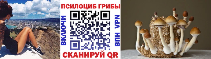 Псилоцибиновые грибы Psilocybe  что такое наркотик  omg маркетплейс  Далматово 